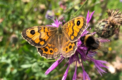 afbeelding_2026-01-28_134943203